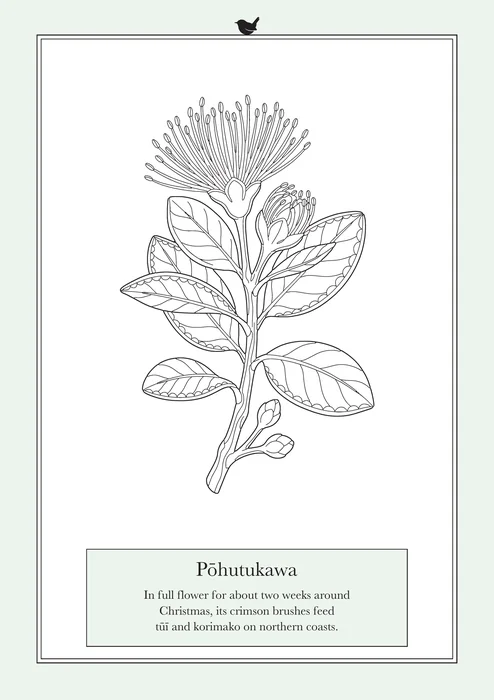 Pōhutukawa, a line drawing to colour