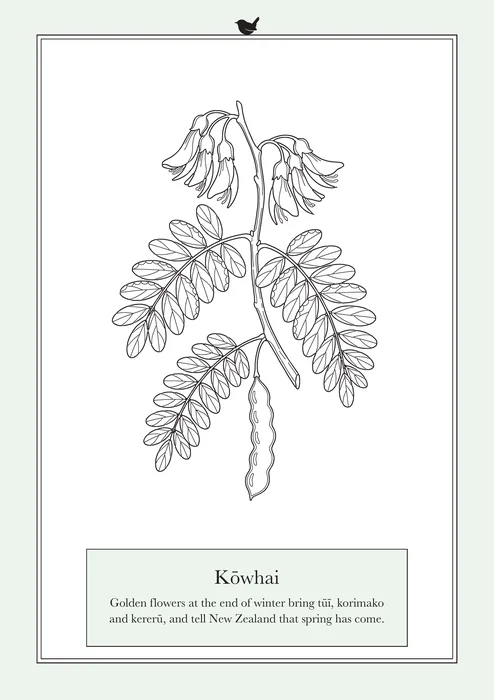 Kōwhai, a line drawing to colour