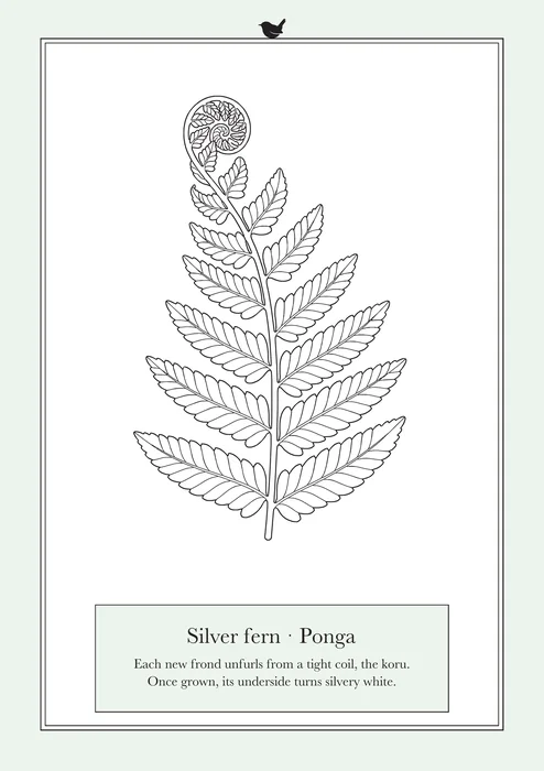 Silver fern · Ponga, a line drawing to colour