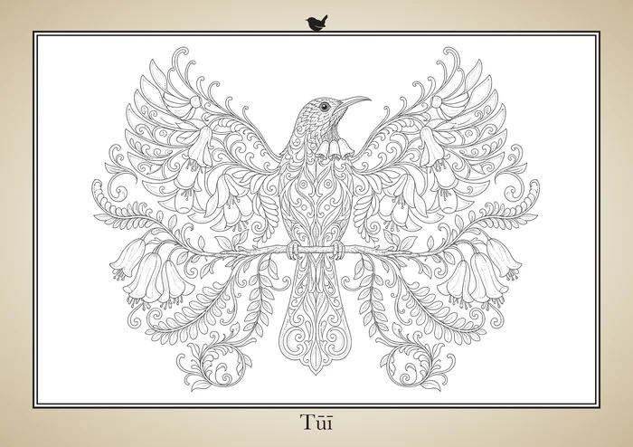 Tūī, a line drawing to colour