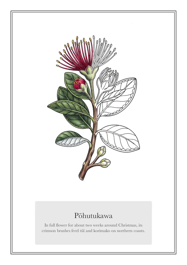A Pōhutukawa postcard, half coloured in pencil.