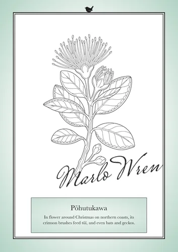 Pōhutukawa, a line drawing to colour, shown at an angle