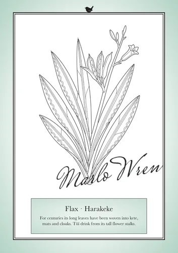 Flax · Harakeke, a line drawing to colour, shown at an angle
