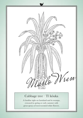 Cabbage tree · Tī kōuka, a line drawing to colour, shown at an angle