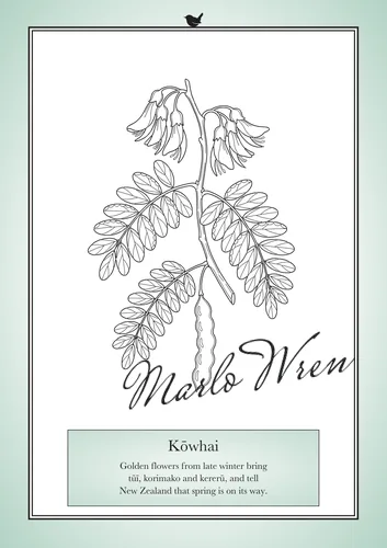 Kōwhai, a line drawing to colour, shown at an angle