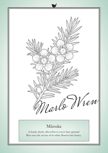 Mānuka, a line drawing to colour, shown at an angle
