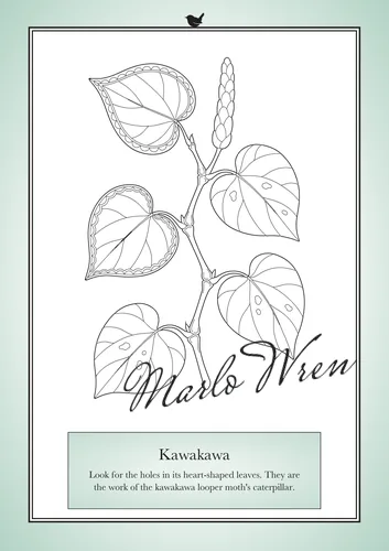 Kawakawa, a line drawing to colour, shown at an angle