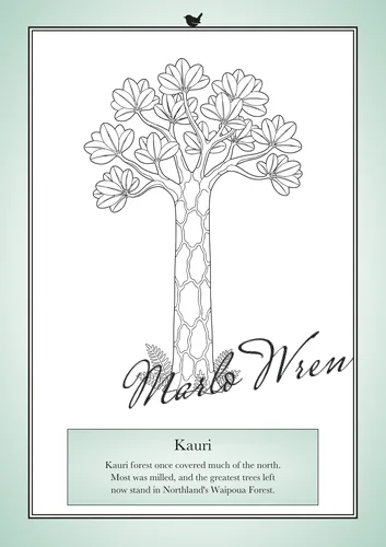 Kauri, a line drawing to colour, shown at an angle