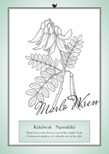 Kākābeak · Ngutukākā, a line drawing to colour, shown at an angle