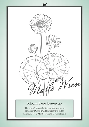 Mount Cook buttercup, a line drawing to colour, shown at an angle
