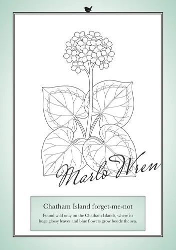 Chatham Island forget-me-not, a line drawing to colour, shown at an angle