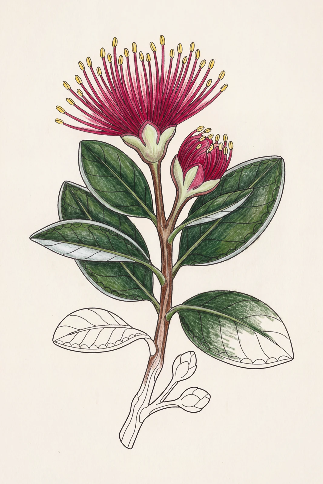 Pōhutukawa, part coloured in pencil: most of it filled in, the rest still bare line
